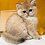 SilverFatCat